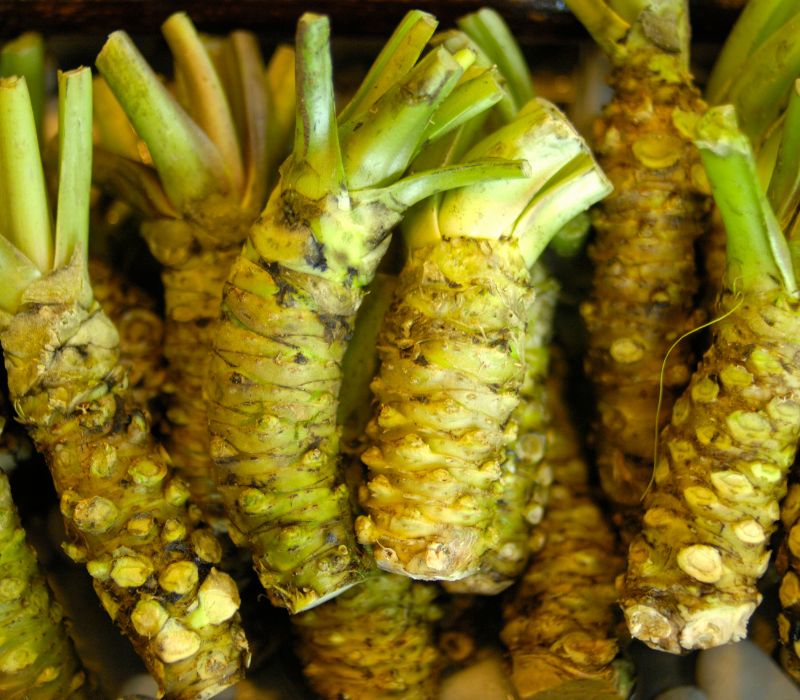 Wasabi là gì? Hương vị xanh cay nồng đắt giá nhất Nhật Bản 2