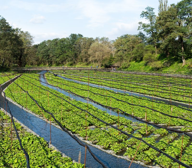 Wasabi là gì? Hương vị xanh cay nồng đắt giá nhất Nhật Bản 7