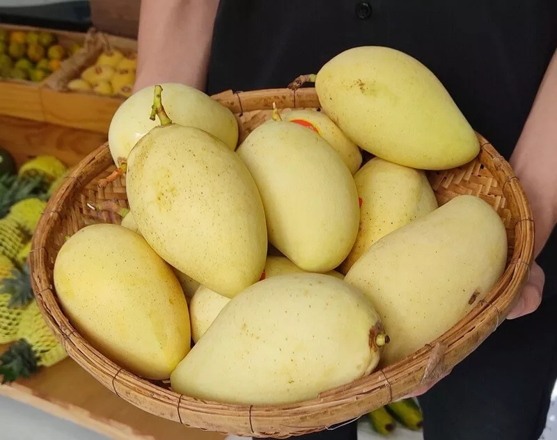 Xoài Cát Chu Đồng Tháp: Tinh hoa trái ngọt miền Tây 2