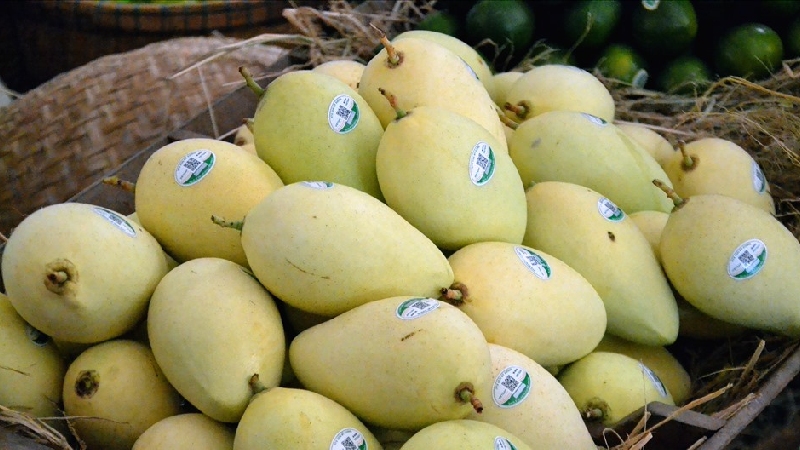 Xoài Cát Chu Đồng Tháp: Tinh hoa trái ngọt miền Tây 6