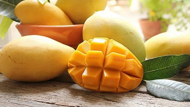 Xoài Cát Chu Đồng Tháp: Tinh hoa trái ngọt miền Tây 8