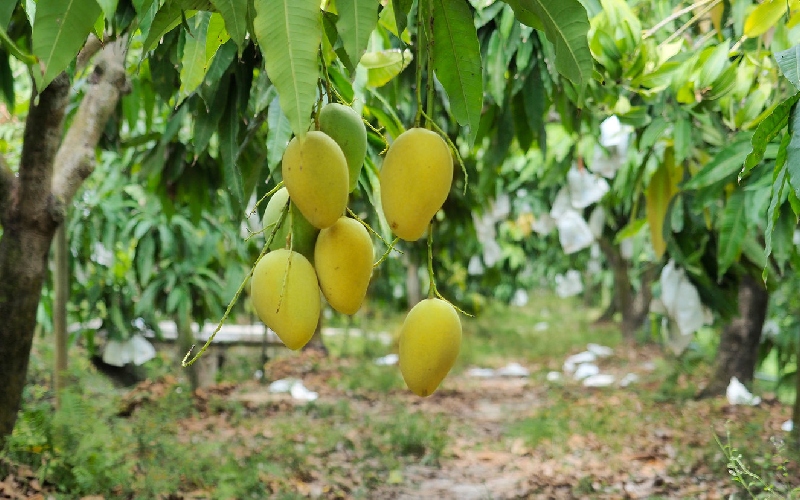 Xoài Cát Chu Đồng Tháp: Tinh hoa trái ngọt miền Tây