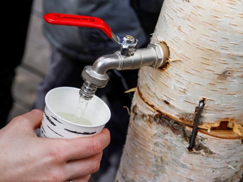 Xứ sở bạch dương: Khám phá biểu tượng văn hóa nước Nga đầy thú vị 5