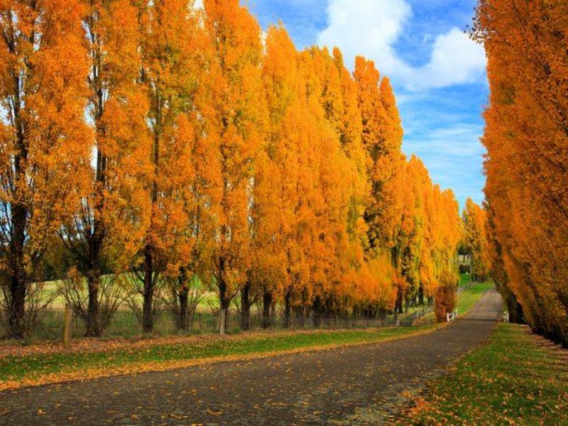 Xứ sở bạch dương: Khám phá biểu tượng văn hóa nước Nga đầy thú vị 8