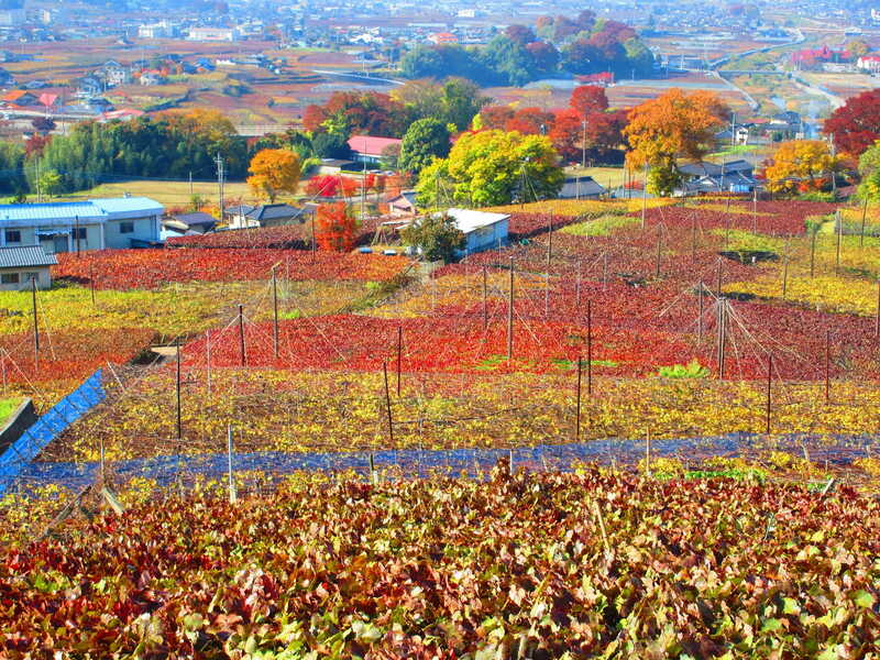 Yamanashi quê hương của ngọn núi Phú Sĩ Nhật Bản 15