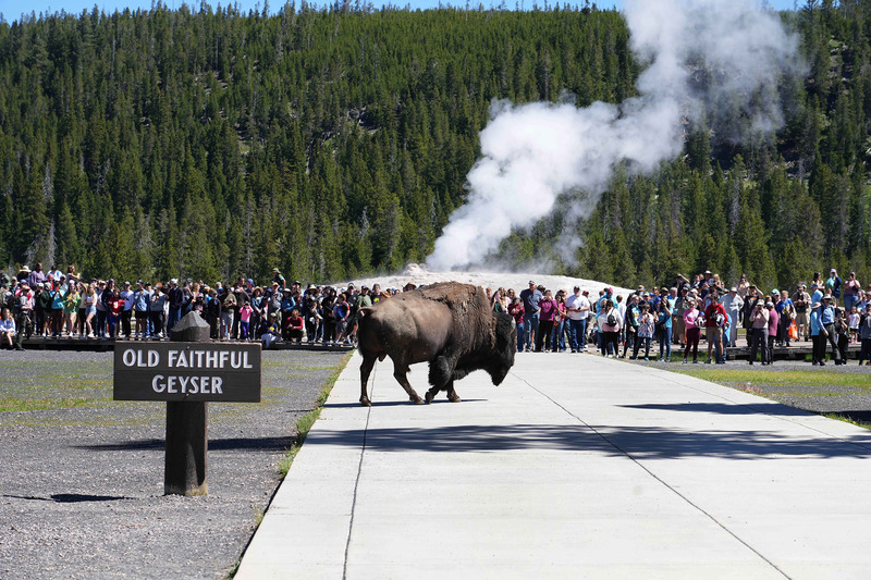 Yellowstone vườn quốc gia lâu đời nhất nước Mỹ và thế giới 4