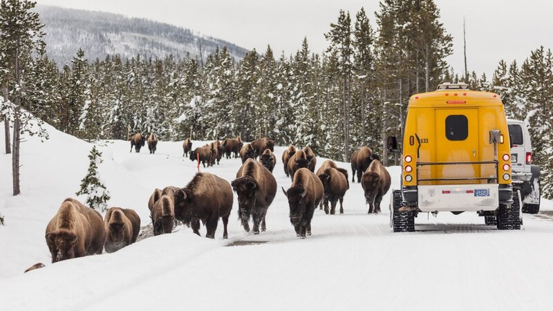 Yellowstone vườn quốc gia lâu đời nhất nước Mỹ và thế giới 5