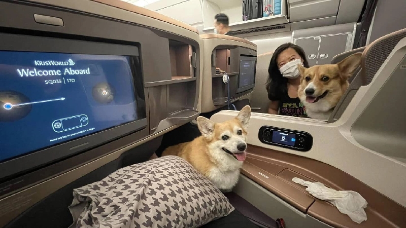 Đi máy bay Vietjet không được mang gì? Cập nhật mới nhất 4